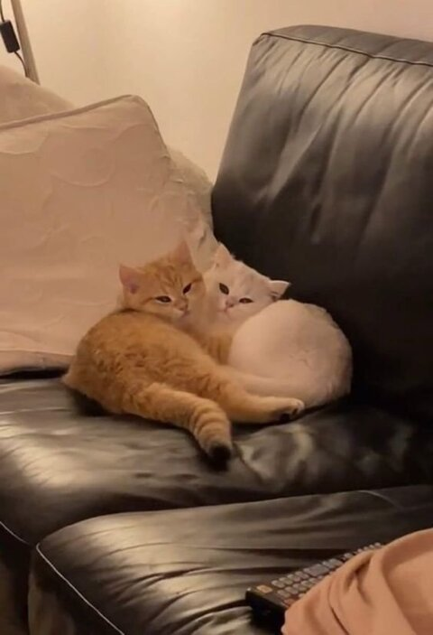 cremedelacremex onlyfans leaked picture 2