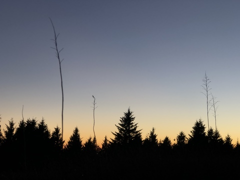 evergreenosa onlyfans leaked picture 2