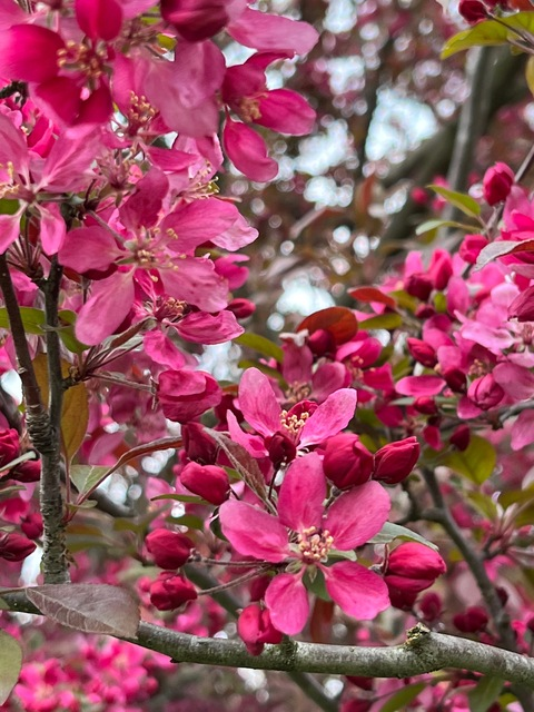 fairfreckledfeisty onlyfans leaked picture 2