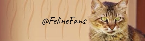 felinefans onlyfans leaked picture 2