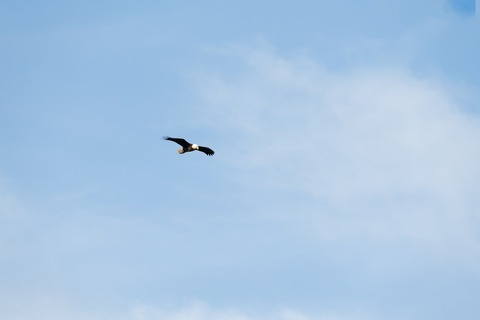 gobirdsbabefree onlyfans leaked picture 2