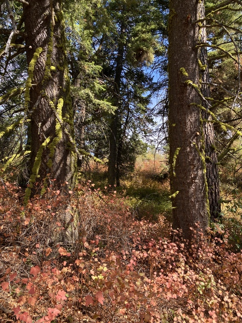 harperthefox onlyfans leaked picture 2