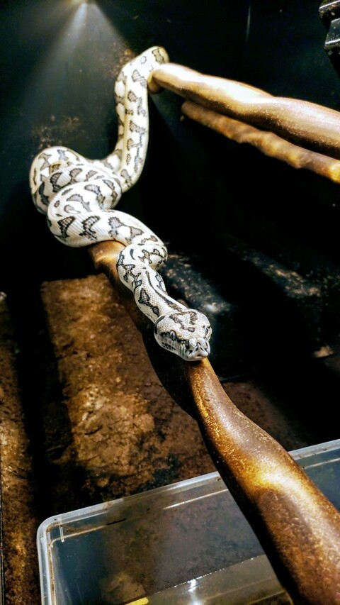 nelly1212 onlyfans leaked picture 2