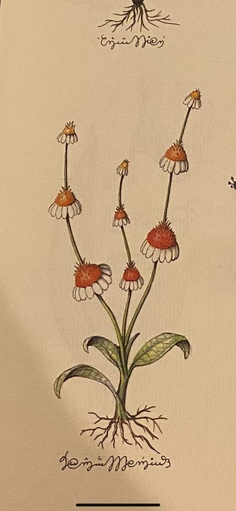 onlybekks onlyfans leaked picture 2