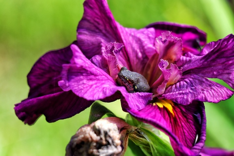 originalrose onlyfans leaked picture 2