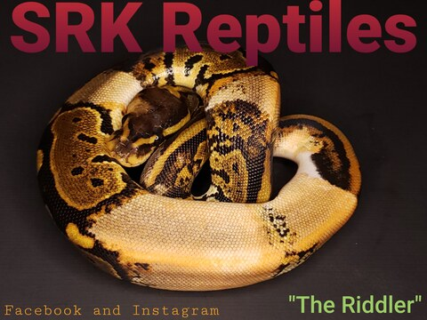 srk_reptiles onlyfans leaked picture 2