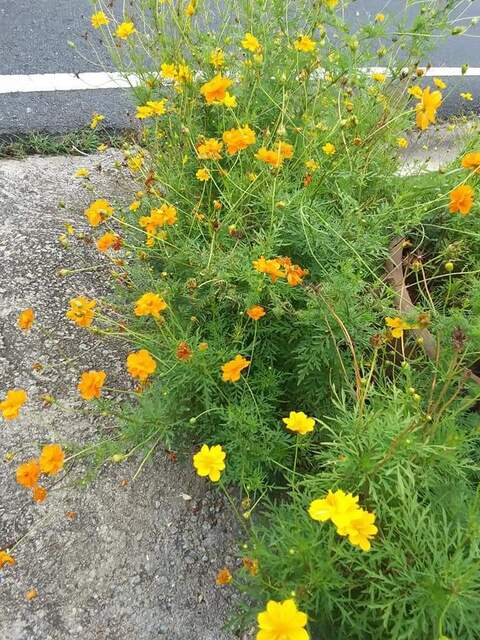 sweetmio onlyfans leaked picture 2