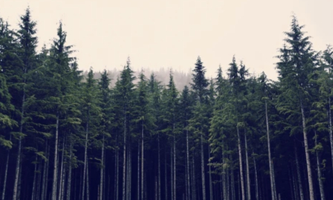 sydneysiren onlyfans leaked picture 2