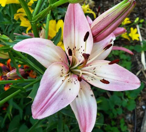 u48687638 onlyfans leaked picture 2