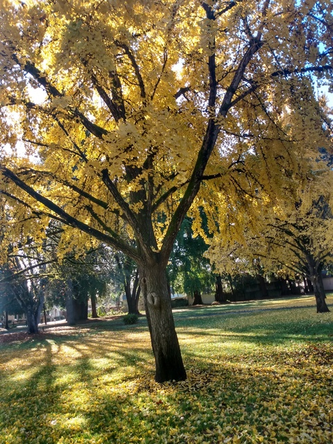 zac98868128 onlyfans leaked picture 2